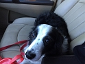 MAV-Groomed_11-2014 (1)